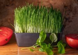 Mix of slice of tomato basil leaf and fresh wheatgrass