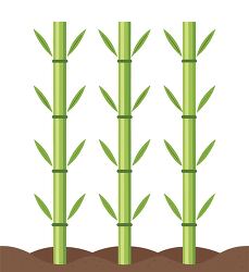 bamboo shoots growing in soil vector